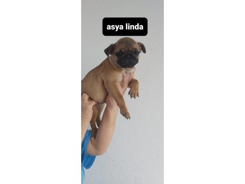 Erkek pug mops
