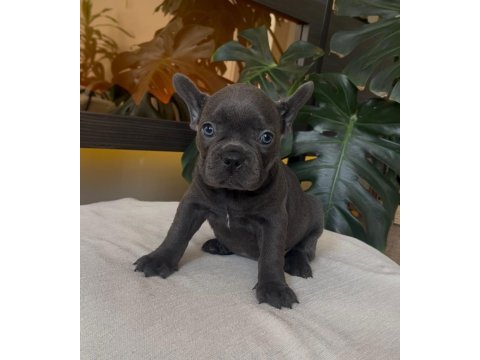 Rengarenk french bulldog yavrularım egzotik