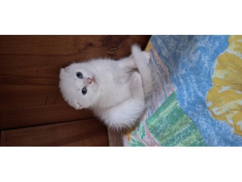 Show kaliteli scottish fold yavrular