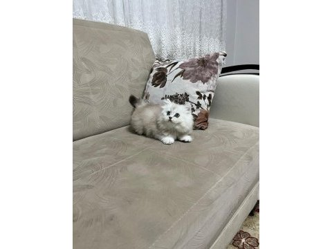 Telime hazır silver erkek british longhair yavrumuz