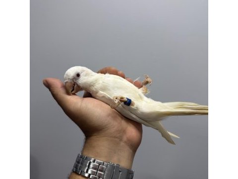 Albino monk papağanı kırmızı göz