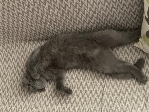 1 yaşında erkek scottish fold erbaadadır aşıları tam
