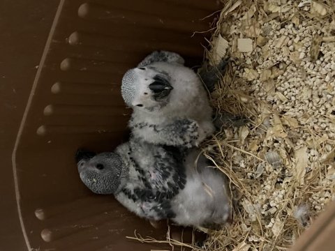 Bebek jako papağanı