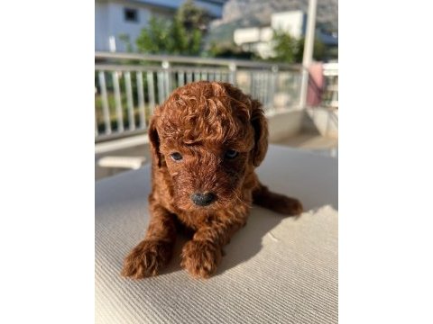 Toy poodle dişi köpeği
