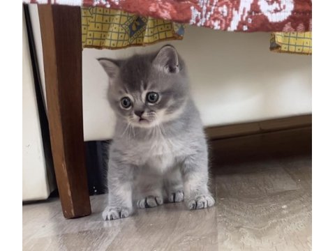 British shorthair