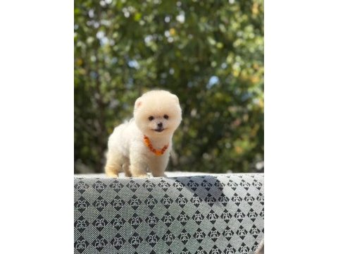 Safkan ayı surat pomeranian tüy yumaklarım yuva arıyor