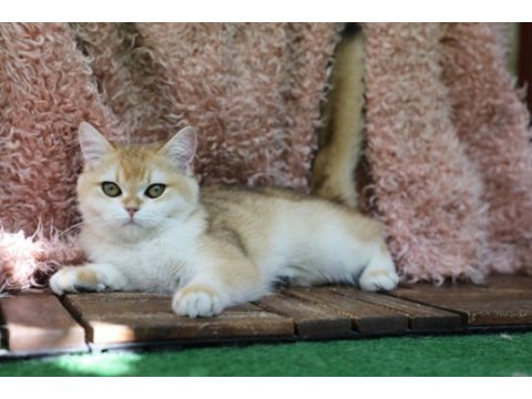 Anne baba şecereli golden ny12 safkan dişi british shorthair