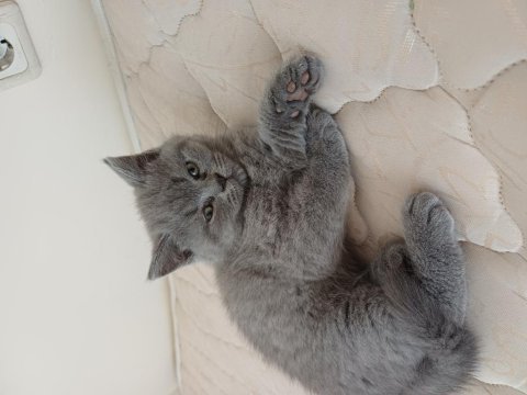 Yavru british shorthair