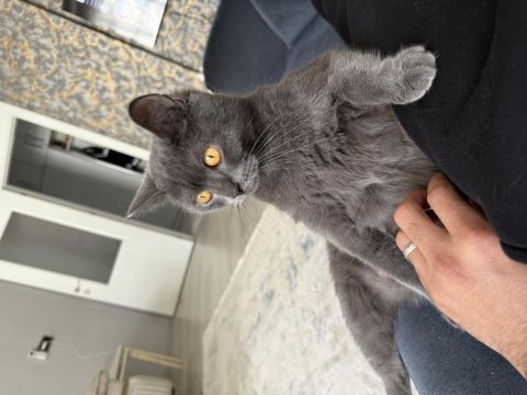 2 yaş british shorthair
