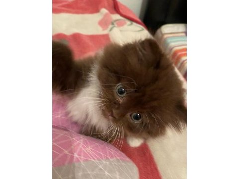 British longhair chocolate bicolor