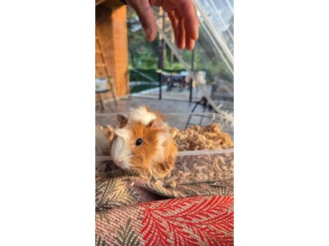 Çok güzel guinea pig yavrular