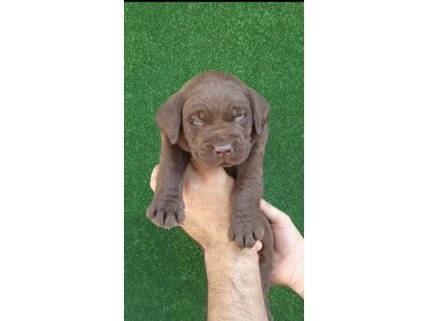 Çikolata labrador bebekler