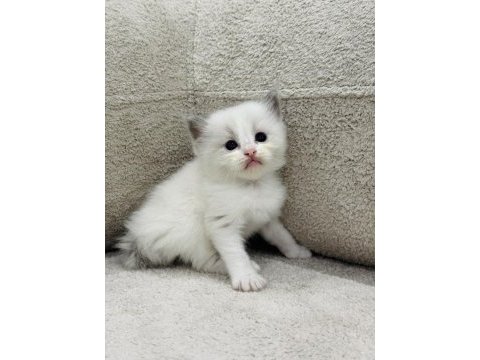 Ragdoll bebekler