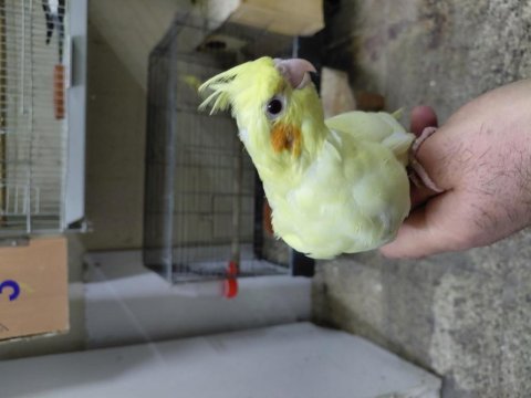 Ele alışık ısırma huyu olmayan lutino sultan bebek