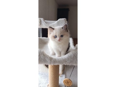 Asil karakterli full şecereli ragdoll yavrular