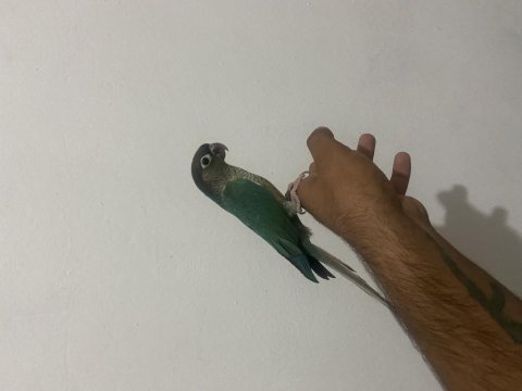 Full evcil el besleme konur papağanlar bilezikli