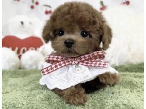 Toy poodle köpeği
