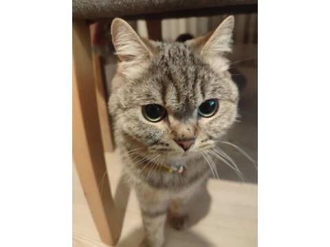 Ücretsiz dişsi british shorthair