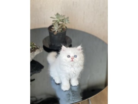 Show güzellik gold eyes british longhair yavrum