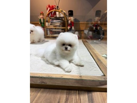 Sağlık ve ırk garantili pomeranian boo