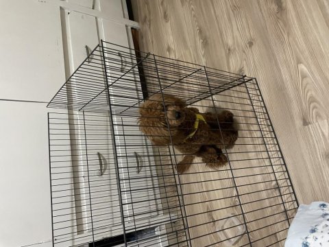 2900 gram poodle full eğitimli