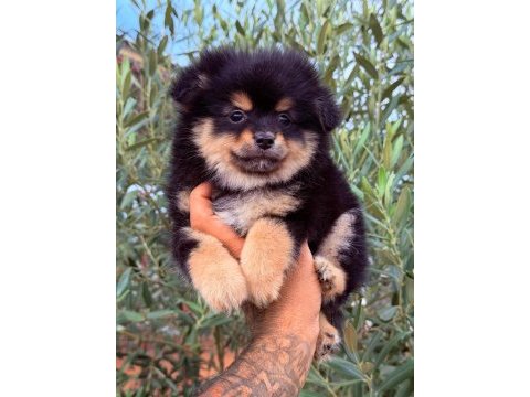 Tatlı pomeranian ayıcıklar