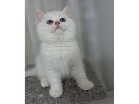 British shorthair point erkek