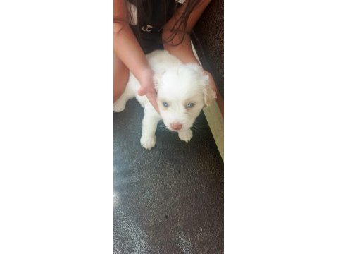 4 yavru köpeğimiz 1 buçuk aylık acil