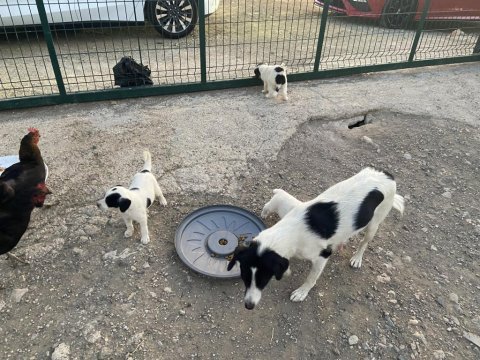 Ücretsiz 2 aylık border collie ve pointer yavrusu
