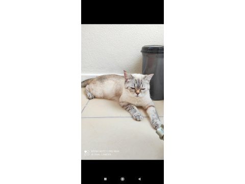 Sessiz uysal british shorthair