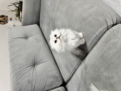 En tatlı scottish fold bebekler biziz