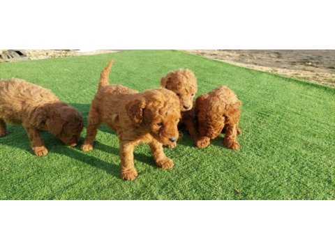 Poodle yavrularımız