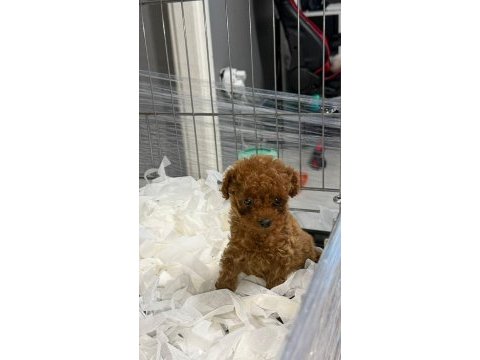 Micro kore teacup poodle