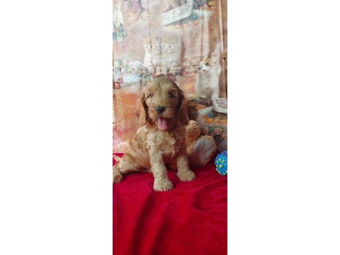 Tatlı maltipoo yavrularım