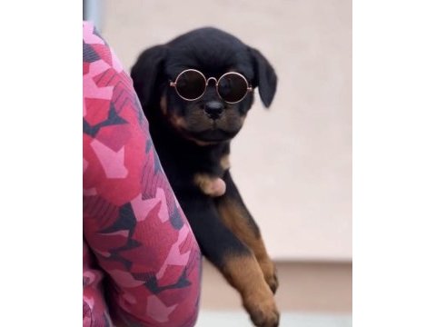 Rottweiler saf ırk harika bebek