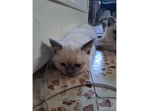 British longhair yavrular teslime hazır