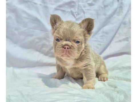 En özel french bulldoglar