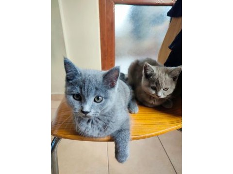 Scottish fold dişi ve british short hair erkek dişi