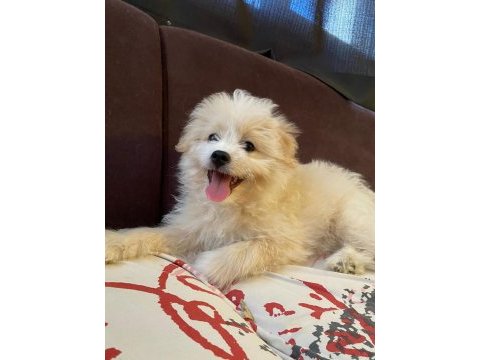 Havanese terrier ile foxy pomeranian kırması