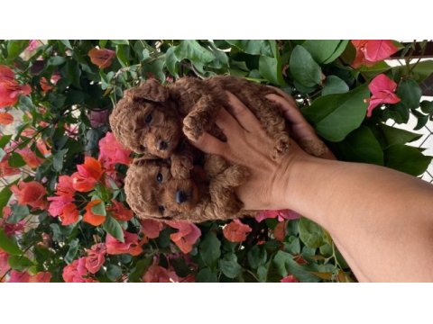 Toy poodle bebekler