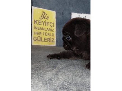 Show kalite siyah inci pug yavrumuz