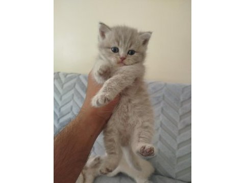 British longhair dişi yavru