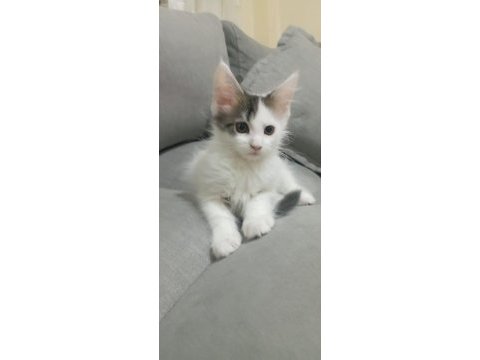 Dev kedi koca pati maine coon kediler yuvalarını arıyor