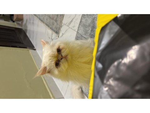 9 aylık iran kedisi