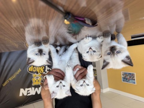 Shoooowww kalite brıtısh yavrular ankara mağazamızda 