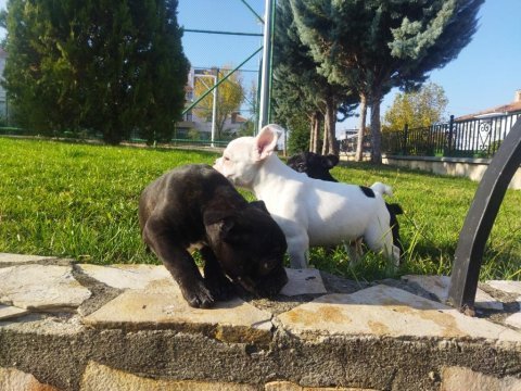 3 adet erkek french bulldog