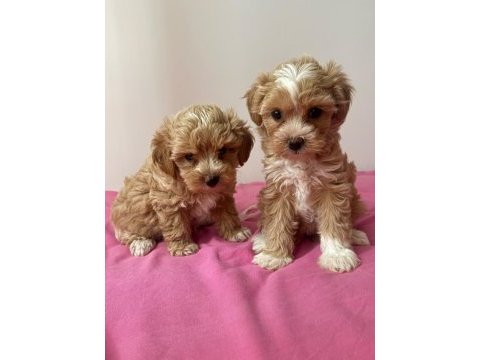 Anne babadan orjinal maltipoo bebekleri
