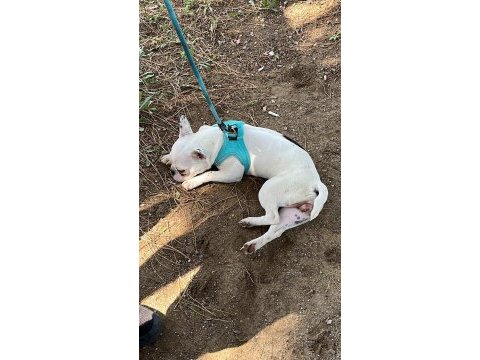 Ücretsiz dişi french bulldog