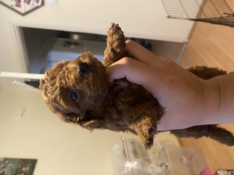 2 aylık kore kan dark brown son 2 erkek poodle