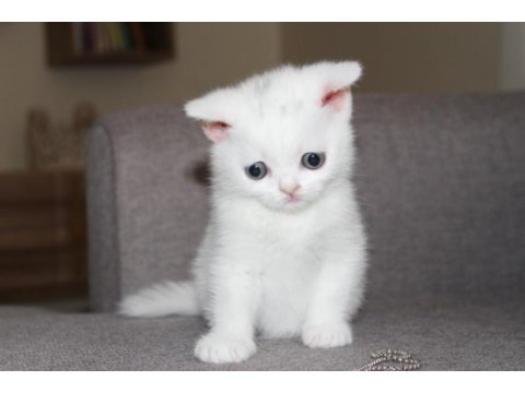 Safkan british shorthair yavru